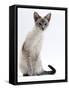 Domestic Cat, Young Tabby Point Siamese-Jane Burton-Framed Stretched Canvas