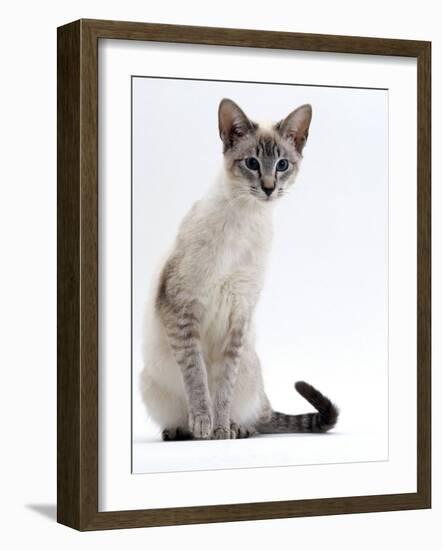 Domestic Cat, Young Tabby Point Siamese-Jane Burton-Framed Photographic Print