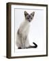 Domestic Cat, Young Tabby Point Siamese-Jane Burton-Framed Photographic Print