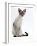 Domestic Cat, Young Tabby Point Siamese-Jane Burton-Framed Photographic Print