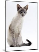 Domestic Cat, Young Tabby Point Siamese-Jane Burton-Mounted Photographic Print