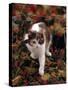 Domestic Cat, Young Tortoiseshell-And-White Among Cotoneaster Berries and Ground Elder Seedheads-Jane Burton-Stretched Canvas