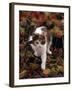 Domestic Cat, Young Tortoiseshell-And-White Among Cotoneaster Berries and Ground Elder Seedheads-Jane Burton-Framed Photographic Print