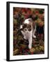 Domestic Cat, Young Tortoiseshell-And-White Among Cotoneaster Berries and Ground Elder Seedheads-Jane Burton-Framed Photographic Print