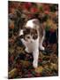 Domestic Cat, Young Tortoiseshell-And-White Among Cotoneaster Berries and Ground Elder Seedheads-Jane Burton-Mounted Photographic Print