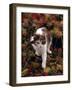 Domestic Cat, Young Tortoiseshell-And-White Among Cotoneaster Berries and Ground Elder Seedheads-Jane Burton-Framed Photographic Print