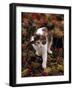 Domestic Cat, Young Tortoiseshell-And-White Among Cotoneaster Berries and Ground Elder Seedheads-Jane Burton-Framed Photographic Print