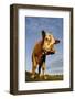 Domestic Cattle, beef youngstock, standing in pasture, The Lotts-Dave Pressland-Framed Photographic Print