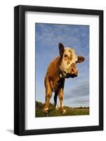 Domestic Cattle, beef youngstock, standing in pasture, The Lotts-Dave Pressland-Framed Photographic Print