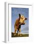 Domestic Cattle, beef youngstock, standing in pasture, The Lotts-Dave Pressland-Framed Photographic Print