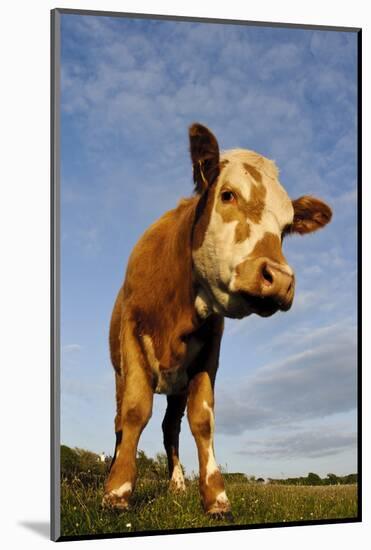 Domestic Cattle, beef youngstock, standing in pasture, The Lotts-Dave Pressland-Mounted Photographic Print