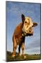 Domestic Cattle, beef youngstock, standing in pasture, The Lotts-Dave Pressland-Mounted Photographic Print