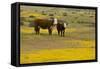 Domestic Cattle, cow with calf, Carrizo Plain-Bob Gibbons-Framed Stretched Canvas