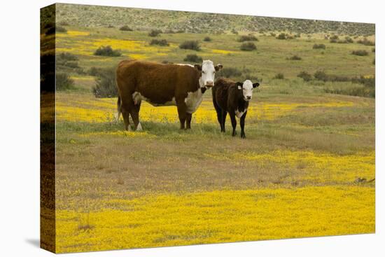 Domestic Cattle, cow with calf, Carrizo Plain-Bob Gibbons-Stretched Canvas