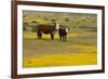 Domestic Cattle, cow with calf, Carrizo Plain-Bob Gibbons-Framed Photographic Print