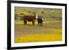 Domestic Cattle, cow with calf, Carrizo Plain-Bob Gibbons-Framed Photographic Print