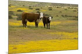 Domestic Cattle, cow with calf, Carrizo Plain-Bob Gibbons-Mounted Photographic Print