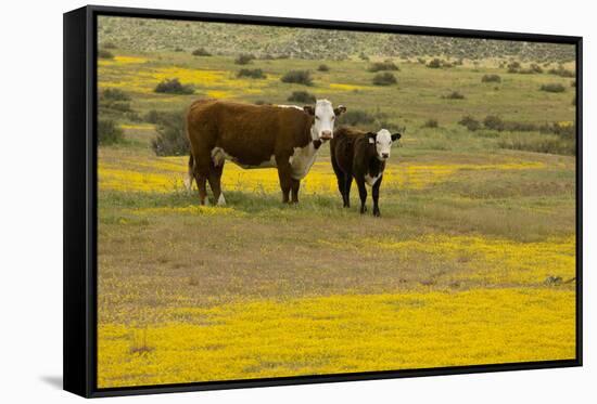Domestic Cattle, cow with calf, Carrizo Plain-Bob Gibbons-Framed Stretched Canvas
