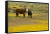 Domestic Cattle, cow with calf, Carrizo Plain-Bob Gibbons-Framed Stretched Canvas