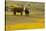 Domestic Cattle, cow with calf, Carrizo Plain-Bob Gibbons-Stretched Canvas