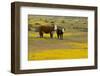 Domestic Cattle, cow with calf, Carrizo Plain-Bob Gibbons-Framed Photographic Print