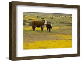 Domestic Cattle, cow with calf, Carrizo Plain-Bob Gibbons-Framed Photographic Print