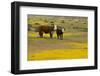 Domestic Cattle, cow with calf, Carrizo Plain-Bob Gibbons-Framed Photographic Print