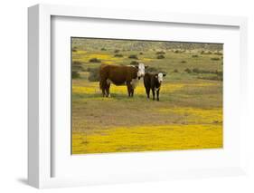 Domestic Cattle, cow with calf, Carrizo Plain-Bob Gibbons-Framed Photographic Print