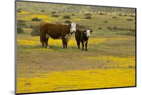 Domestic Cattle, cow with calf, Carrizo Plain-Bob Gibbons-Mounted Photographic Print