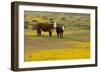 Domestic Cattle, cow with calf, Carrizo Plain-Bob Gibbons-Framed Photographic Print