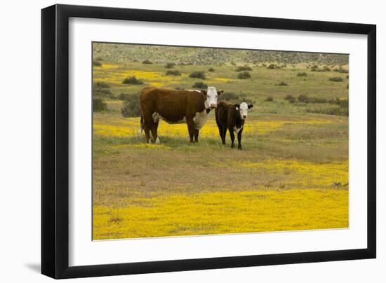 Domestic Cattle, cow with calf, Carrizo Plain-Bob Gibbons-Framed Photographic Print