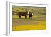 Domestic Cattle, cow with calf, Carrizo Plain-Bob Gibbons-Framed Photographic Print