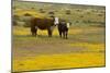 Domestic Cattle, cow with calf, Carrizo Plain-Bob Gibbons-Mounted Photographic Print