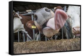 Domestic Cattle, crossbred dairy cow, close-up of head, with tongue out-John Eveson-Framed Stretched Canvas