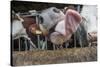 Domestic Cattle, crossbred dairy cow, close-up of head, with tongue out-John Eveson-Stretched Canvas