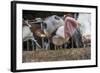 Domestic Cattle, crossbred dairy cow, close-up of head, with tongue out-John Eveson-Framed Photographic Print