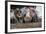 Domestic Cattle, crossbred dairy cow, close-up of head, with tongue out-John Eveson-Framed Photographic Print