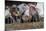 Domestic Cattle, crossbred dairy cow, close-up of head, with tongue out-John Eveson-Mounted Photographic Print