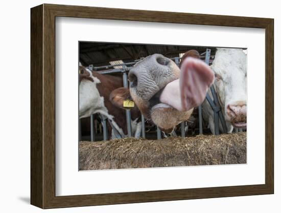 Domestic Cattle, crossbred dairy cow, close-up of head, with tongue out-John Eveson-Framed Photographic Print