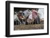 Domestic Cattle, crossbred dairy cow, close-up of head, with tongue out-John Eveson-Framed Photographic Print