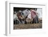 Domestic Cattle, crossbred dairy cow, close-up of head, with tongue out-John Eveson-Framed Photographic Print