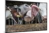 Domestic Cattle, crossbred dairy cow, close-up of head, with tongue out-John Eveson-Mounted Photographic Print