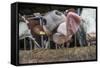 Domestic Cattle, crossbred dairy cow, close-up of head, with tongue out-John Eveson-Framed Stretched Canvas