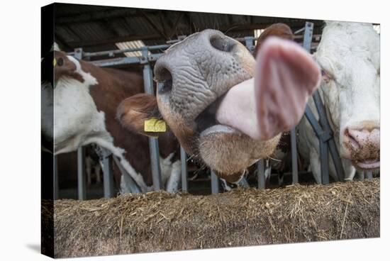 Domestic Cattle, crossbred dairy cow, close-up of head, with tongue out-John Eveson-Stretched Canvas