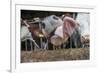 Domestic Cattle, crossbred dairy cow, close-up of head, with tongue out-John Eveson-Framed Photographic Print