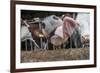 Domestic Cattle, crossbred dairy cow, close-up of head, with tongue out-John Eveson-Framed Photographic Print