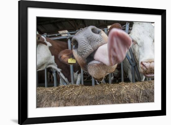 Domestic Cattle, crossbred dairy cow, close-up of head, with tongue out-John Eveson-Framed Photographic Print