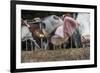 Domestic Cattle, crossbred dairy cow, close-up of head, with tongue out-John Eveson-Framed Photographic Print