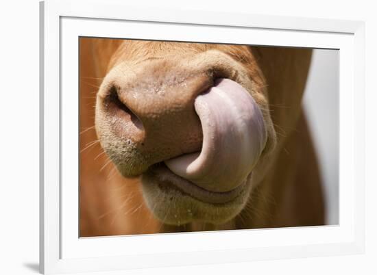 Domestic Cattle, Limousin cow, close-up of muzzle, licking nose-Wayne Hutchinson-Framed Photographic Print