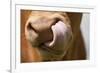 Domestic Cattle, Limousin cow, close-up of muzzle, licking nose-Wayne Hutchinson-Framed Photographic Print